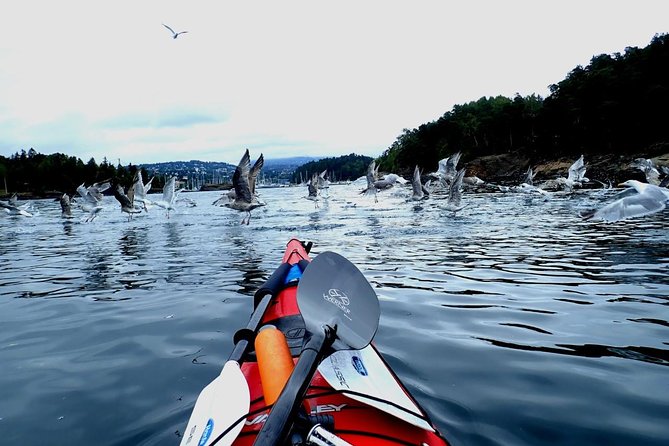 2- hour kayak trip on the Oslo Fjord - What the guide adds to the two-hour route