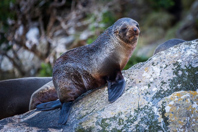 2-Hour Milford Sound Scenic Cruise - Weather, clothing, and the best place to stand