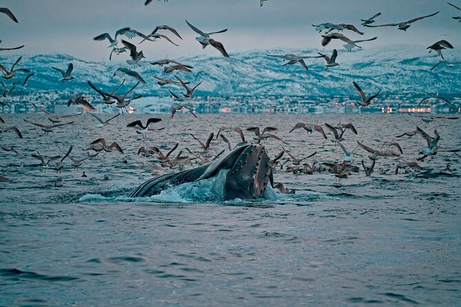 3.5-Hour Arctic Magic with Fjord and Whale Watching Adventure - Key points to know