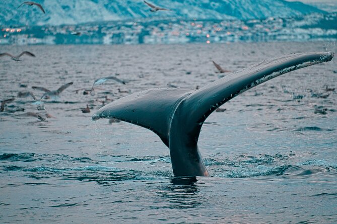 3.5-Hour Arctic Magic with Fjord and Whale Watching Adventure - What the $296.36 price means