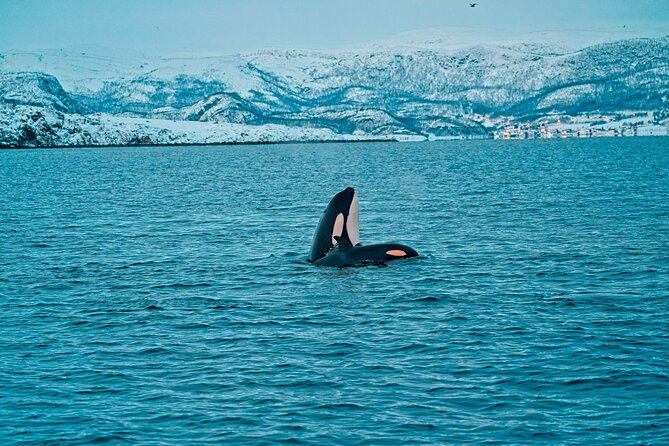 3.5-Hour Arctic Magic with Fjord and Whale Watching Adventure - How to prepare for the three-and-a-half-hour outing