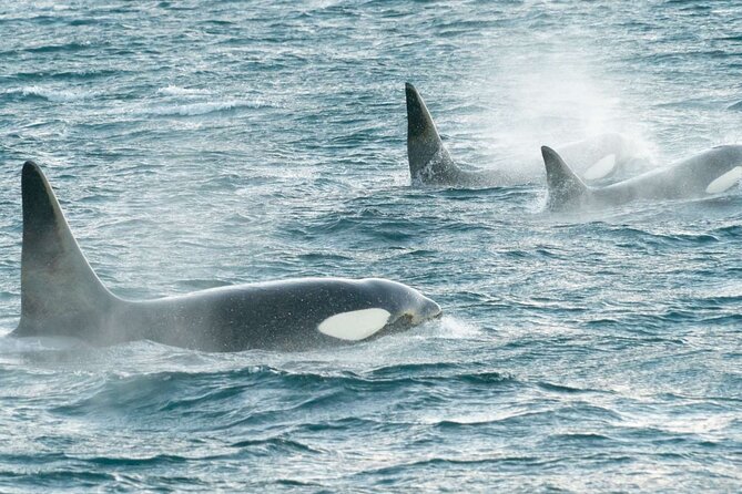 3.5-Hour Arctic Magic with Fjord and Whale Watching Adventure - Who will enjoy this Alta whale tour