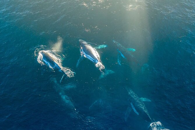 3.5-Hour Arctic Magic with Fjord and Whale Watching Adventure - Whale watching when the sea is rough
