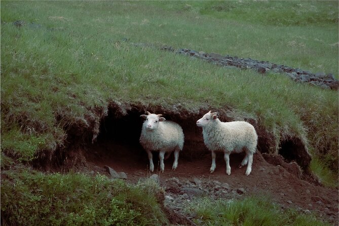 4 Hour Isafjordur and Dynjandi Tour With Photo Stops - Wildlife sightings are possible, but not promised