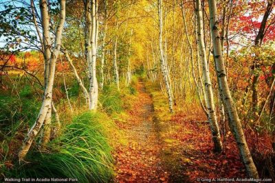 6 Hour: Premiere & Private Acadia National Park with Lobster Pier