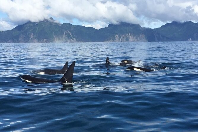 8hr Kenai Fjords Whale Watching Tour w/ 1hr Fishing 16 Passengers - Whale watching with time to wait