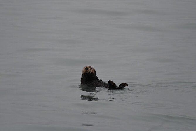 8hr Kenai Fjords Whale Watching Tour w/ 1hr Fishing 16 Passengers - Food, drinks, and the real cost