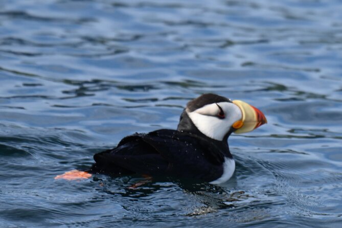 8hr Kenai Fjords Whale Watching Tour w/ 1hr Fishing 16 Passengers - Weather and cancellation risks