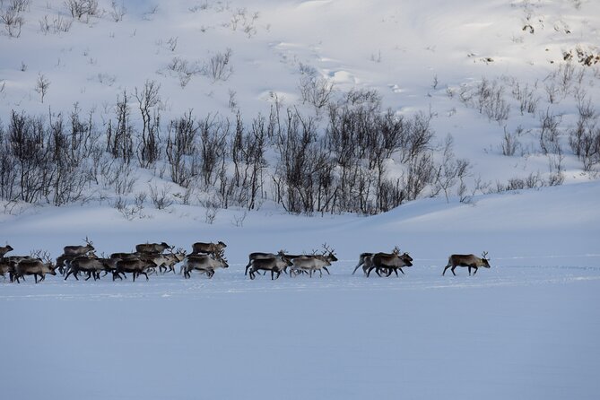 All-Inclusive Arctic Fjords and Sommarøy Scenic Tour - Who will enjoy this Kvaløya day most