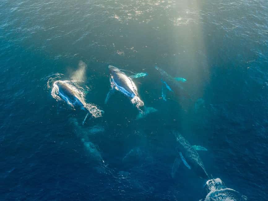 Alta: 3.5 Hour Fjord & Whale Watching Cruise - Why this Alta whale cruise is worth considering