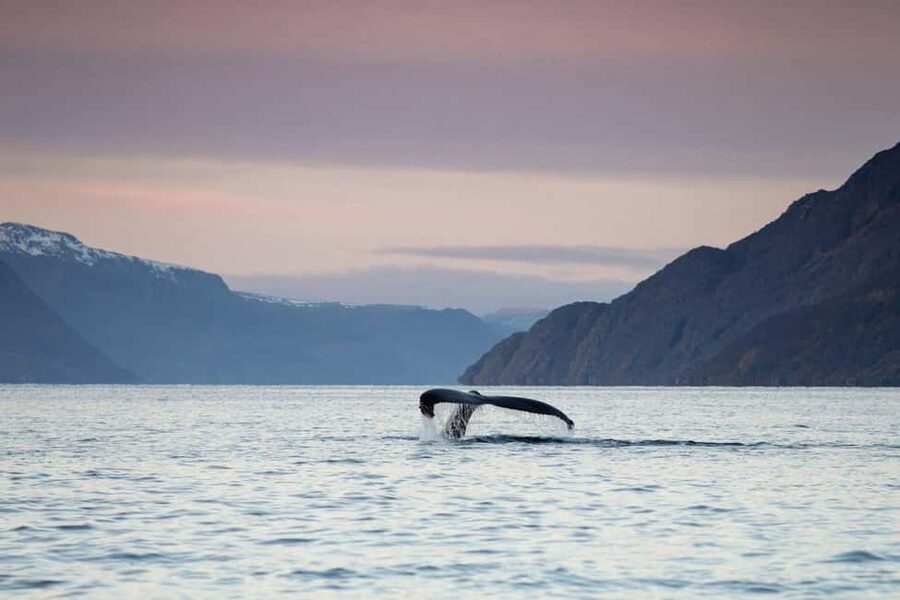 Alta: 3.5 Hour Fjord & Whale Watching Cruise - Moving toward the herring feeding grounds