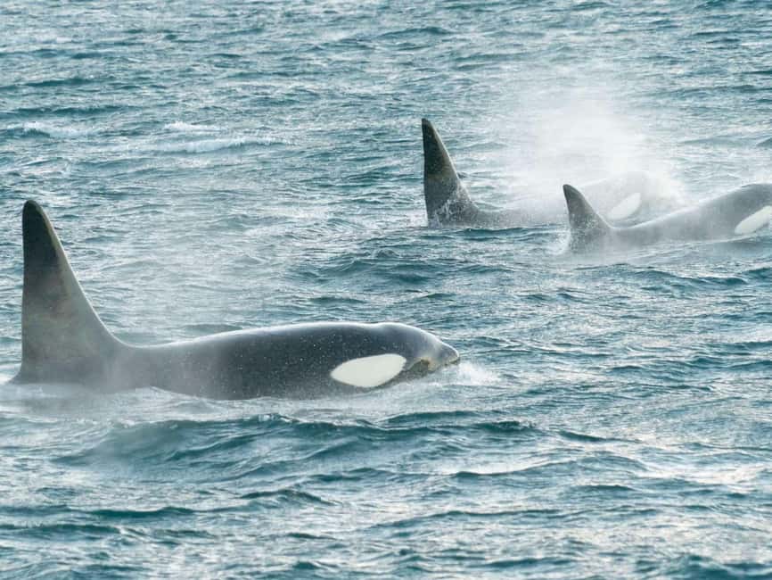 Alta: 3.5 Hour Fjord & Whale Watching Cruise - Watching humpbacks and orcas in the fjords