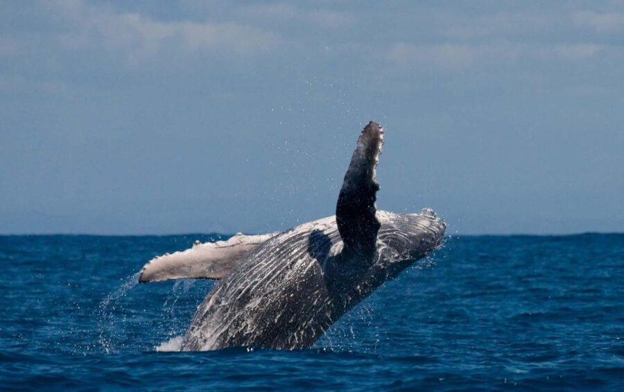 Alta: Alta Fjord Whale Watching Tour - Why Alta Fjord is worth a winter whale search