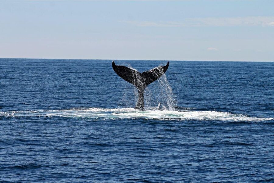 Alta: Alta Fjord Whale Watching Tour - Meeting at Fiskerihavna and getting ready
