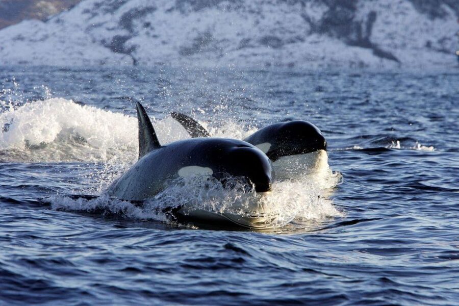 Alta: Alta Fjord Whale Watching Tour - What you may see beyond whales