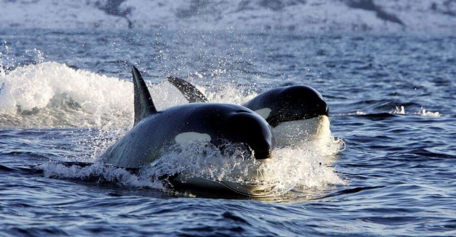 Alta: Alta Fjord Whale Watching Tour - The honest response when whales have moved on
