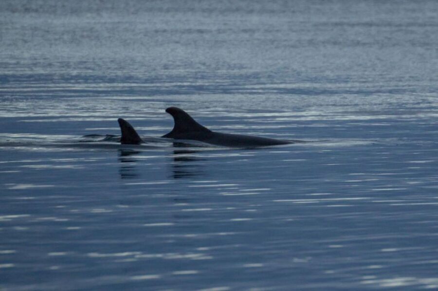 Alta: Alta Fjord Whale Watching Tour - Three and a half hours on Altafjord