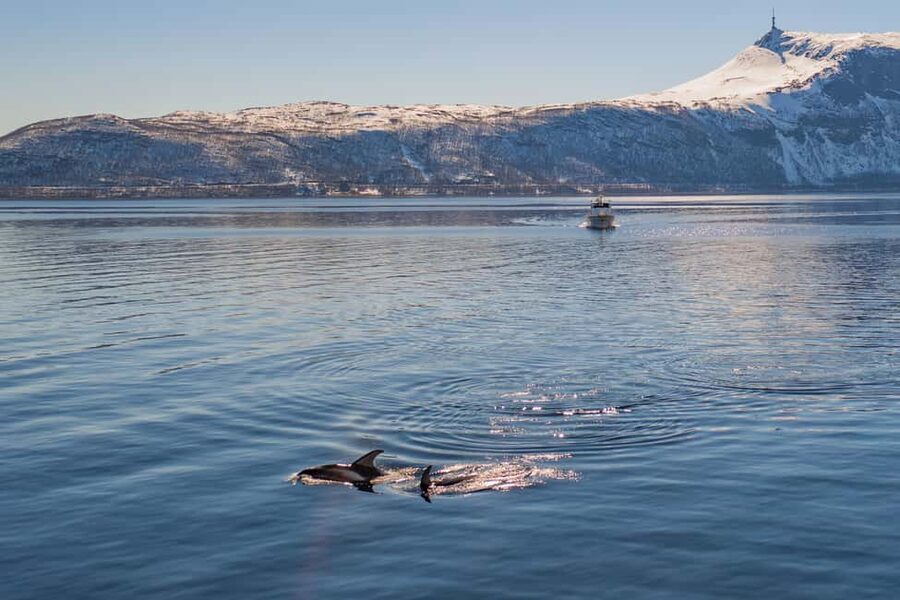 Alta: Altafjord 2-Hour Fjord Safari with Guide - Key points to know before you go