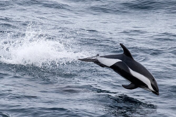 Alta Fjord: Whale Safari Experience - Key points to know before booking