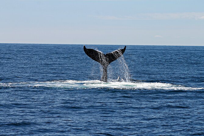 Alta Fjord: Whale Safari Experience - Why Alta Fjord makes a good whale-watching setting