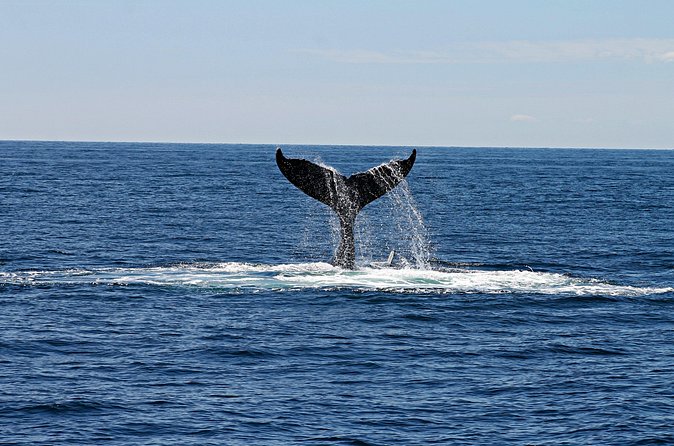Alta Fjord: Whale Safari Experience - What a small boat changes
