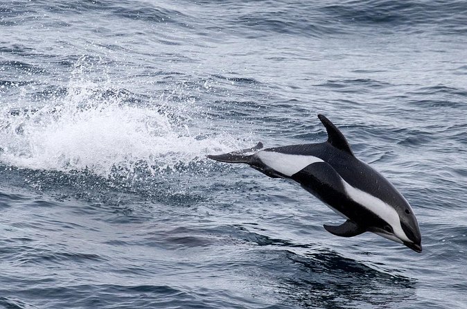 Alta Fjord: Whale Safari Experience - Warm clothing, snacks, and the value of the fare