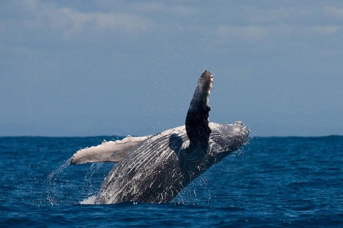 Alta Fjord: Whale Safari Experience - Leaving Fiskerihavna at 9:00 a.m.