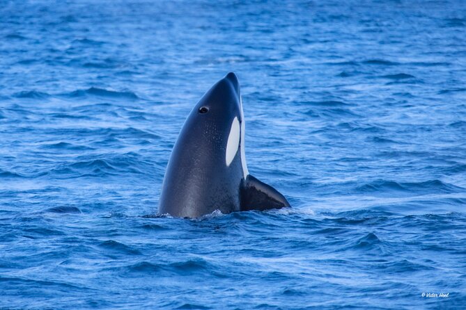 Alta Fjord Whale Watching on a Heated Boat - Orcas, humpbacks, and the value of a natural encounter