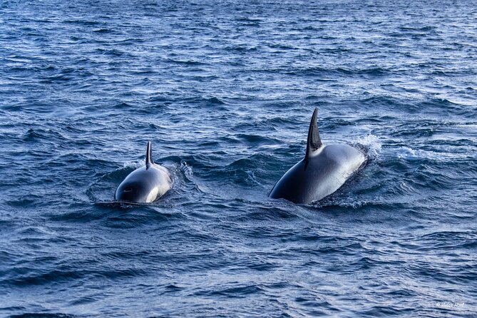 Alta Fjord Whale Watching on a Heated Boat - Sea Runner gives you a warm place to wait