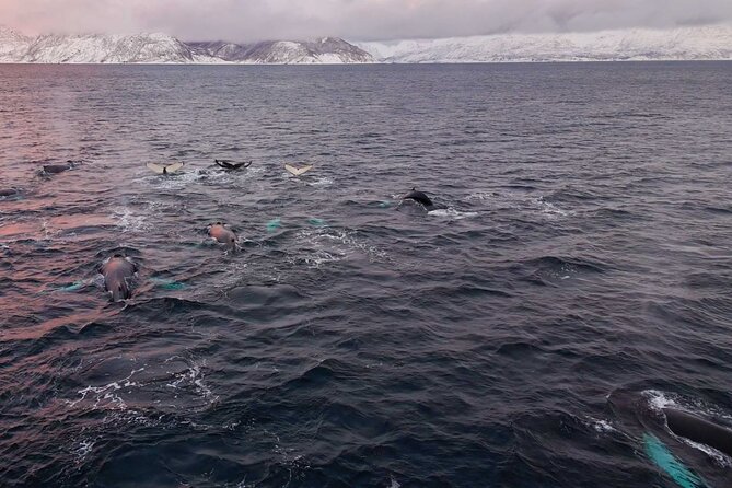 Alta Fjord Whale Watching on a Heated Boat - Weather, cancellations, and the real level of certainty