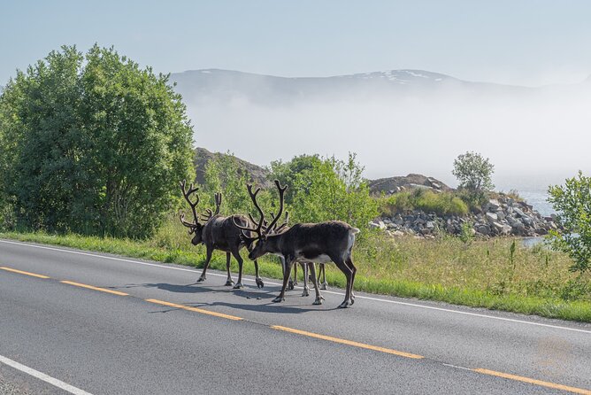 Arctic Fjord Roadtrip with Scenic Picnic from Tromso - Price and value at $151.15