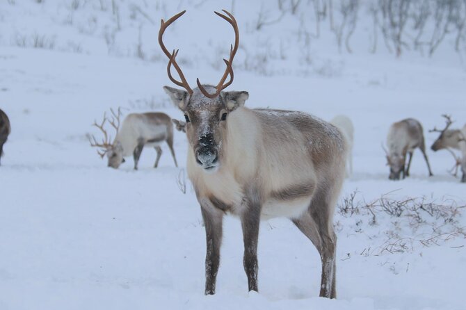 Arctic Fjords and Reindeer Experience – Small group tour - Why this Tromsø day trip works