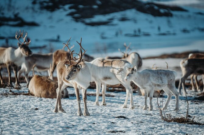 Arctic Fjords and Reindeer Experience – Small group tour - Booking value and cancellation terms