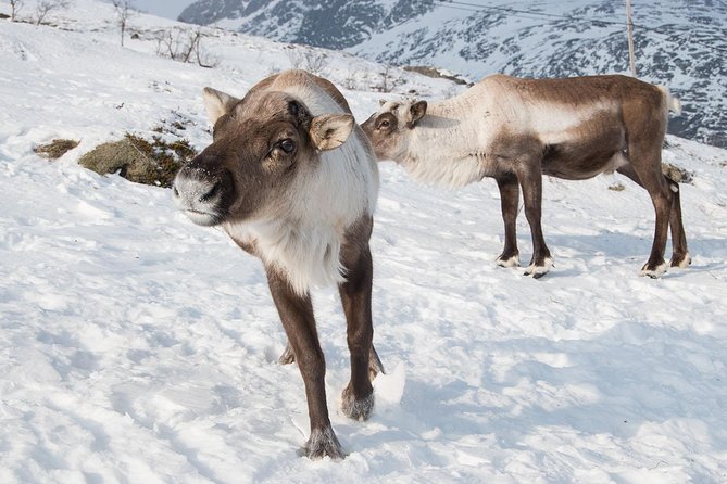 Arctic Fjords Road Trip - Why this road trip is different from a city tour