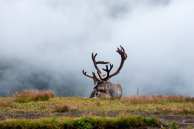Arctic Wildlife and Fjord Sightseeing - Sommarøy, the Norwegian Caribbean