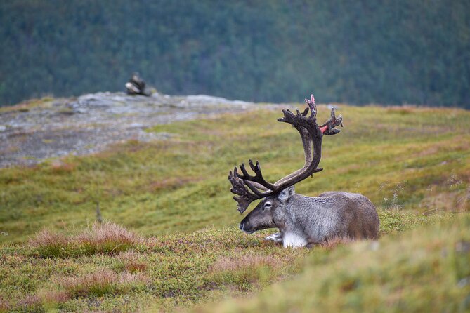 Arctic Wildlife and Fjord Sightseeing - Kaldfjorden and the first mountain views