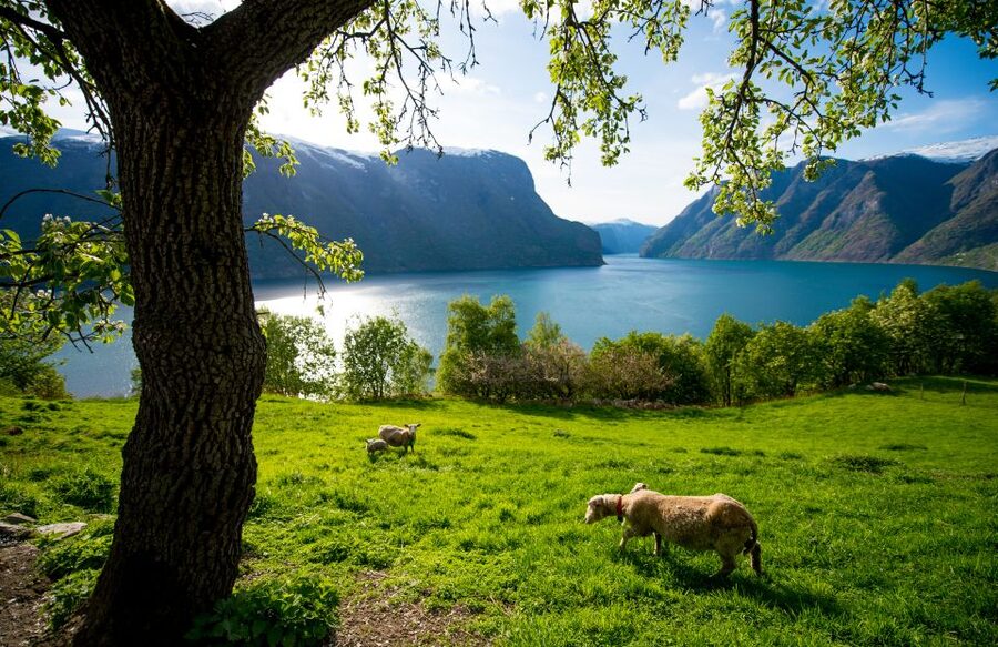 Bergen: Viking Village, Nærøyfjord Cruise & Flåm Railway - The Nærøyfjord cruise on Future of the Fjords