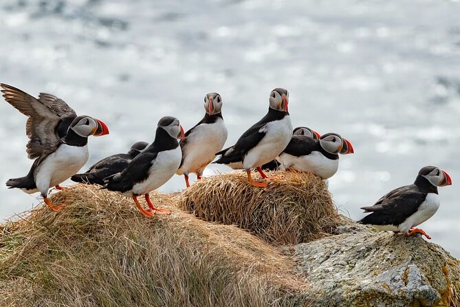 Borgarfjörður Eystri Puffin Tour from Seyðisfjörður Port - Why this puffin trip works well from Seyðisfjörður