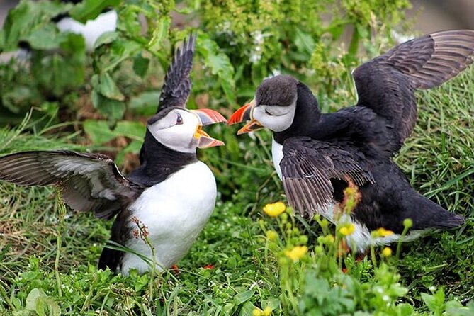 Borgarfjörður Eystri Puffin Tour from Seyðisfjörður Port - Borgarfjörður Eystri, a village with stories