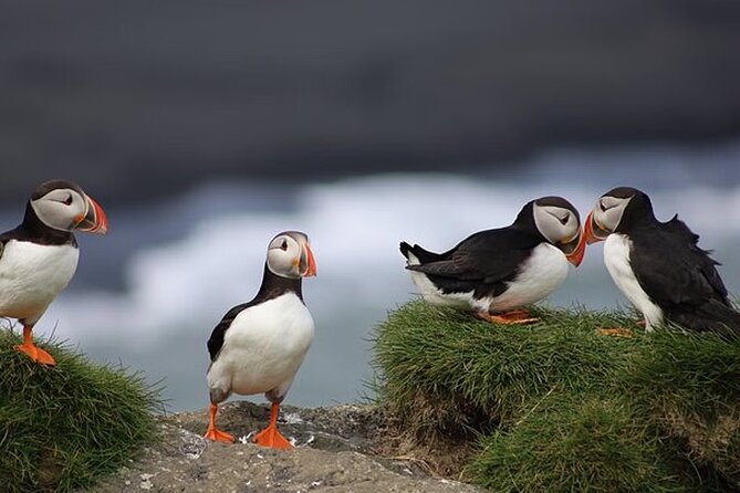 Borgarfjörður Eystri Puffin Tour from Seyðisfjörður Port - Hafnarhólmi and the puffins