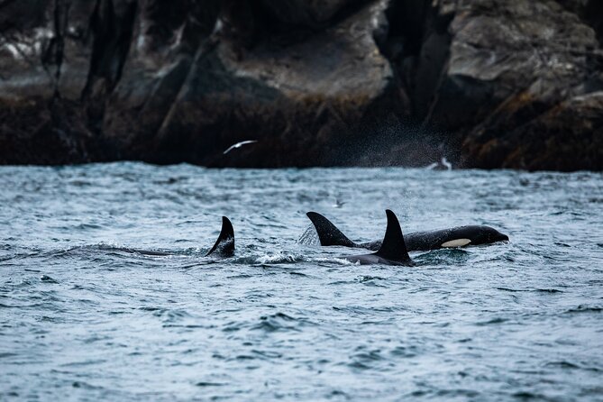 Captain's Choice Kenai Fjords National Park Tour from Seward - Key points to know before you go
