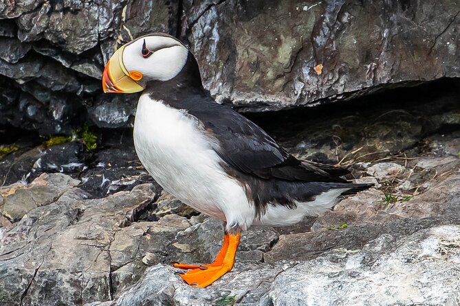 Captain's Choice Kenai Fjords National Park Tour from Seward - Seven hours from Seward into Kenai Fjords