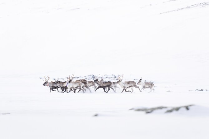 Explore the Norwegian Fjords and the Wildlife From Abisko - Watching the water for porpoises and dolphins