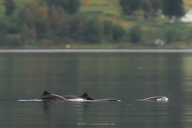 Explore the Norwegian Fjords and the Wildlife From Abisko - Timing, weather, and what to expect