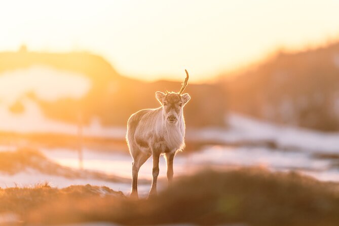 Explore the Norwegian Fjords and the Wildlife from Abisko. - A route chosen by weather and fresh sightings