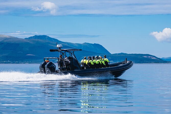Fjord and Sea Eagle Safari from Sortland - Why the sea eagle search is the star