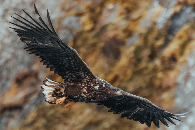 Fjord and Sea Eagle Safari from Sortland - The boat and group size