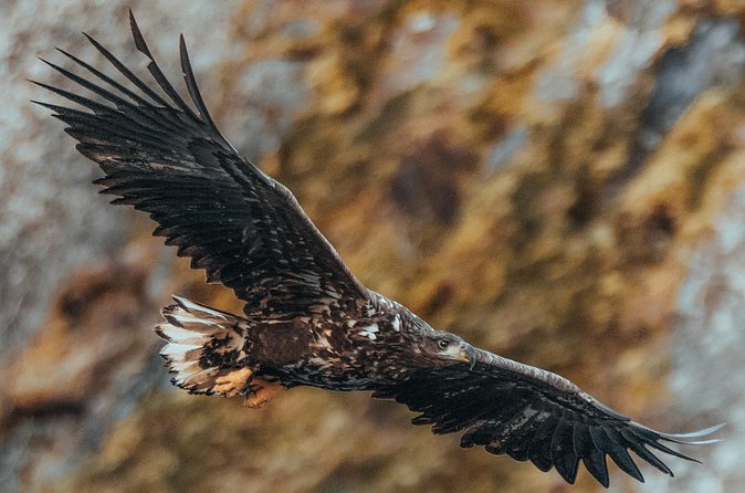 Fjord and Sea Eagle Safari from Sortland - Who will enjoy this boat trip most?