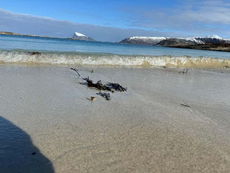 Fjord Foto Tour to Sommaroy (Roadtrip) - Wildlife: a welcome bonus, not the main promise