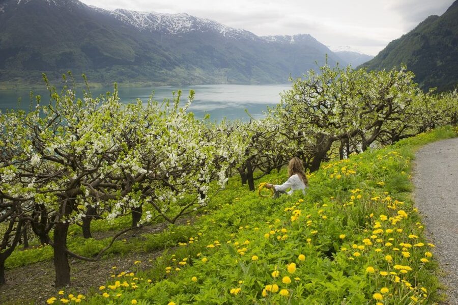 From Bergen: Private Trip to Hardangerfjord - Seeing Hardangerfjord from the road
